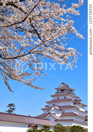 Spring Cherry Blossoms Aizuwakamatsu Castle Spring Cherry Blossoms Aizuwakamatsu Castle 124716450