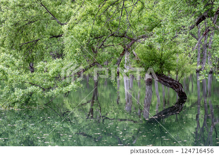 Submerged forest of Shirakawa lake 124716456