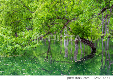 Submerged forest of Shirakawa lake 124716457