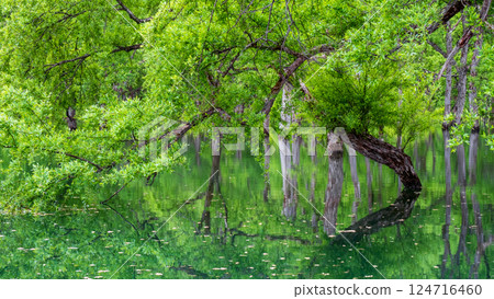 白川湖被淹沒的森林 124716460