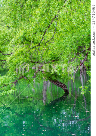 白川湖被淹沒的森林 白川湖被淹沒的森林 124716463