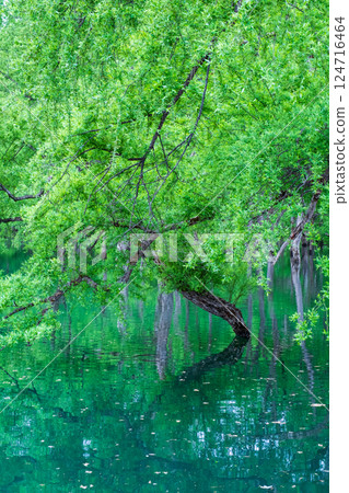 白川湖被淹沒的森林 124716464