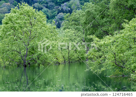 白川湖被淹沒的森林 124716465