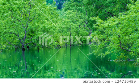 Submerged forest of Shirakawa lake Submerged forest of Shirakawa lake 124716489