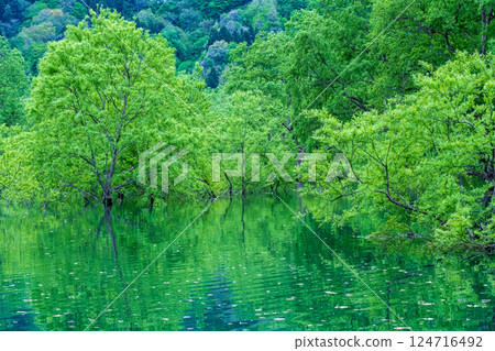 白川湖被淹沒的森林 白川湖被淹沒的森林 124716492