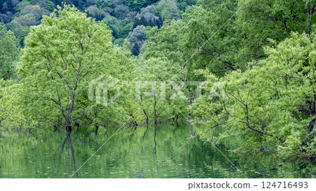 Submerged forest of Shirakawa lake 124716493