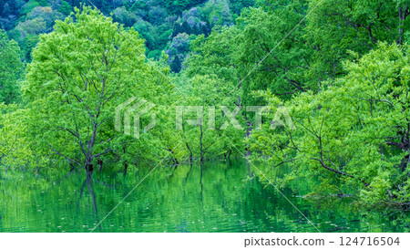 Submerged forest of Shirakawa lake 124716504