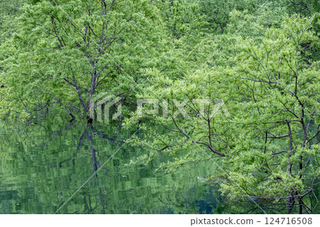 Submerged forest of Shirakawa lake Submerged forest of Shirakawa lake 124716508