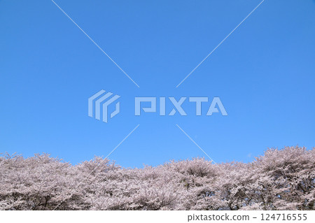 Cherry Blossoms Sunny Cherry Blossoms Sunny 124716555