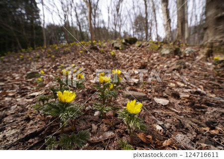 群馬縣上野村野栗澤側柏花群落（下群落） 側柏花盛開 2025年3月24日 124716611