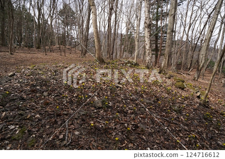 群馬縣上野村野栗澤側柏花群落(下群落) 側柏花盛開 2025年3月24日 群馬縣上野村野栗澤側柏花群落(下群落) 側柏花盛開 2025年3月24日 124716612