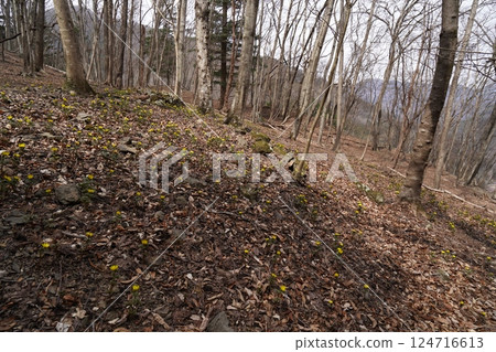 群馬縣上野村野栗澤側柏花群落（下群落） 側柏花盛開 2025年3月24日 124716613