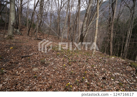 Ueno Village, Gunma Prefecture Nogurizawa Adonis flower colony (lower colony) Adonis flowers in full bloom March 24, 2025 Ueno Village, Gunma Prefecture Nogurizawa Adonis flower colony (lower colony) Adonis flowers in full bloom March 24, 2025 124716617