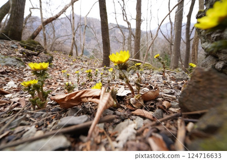 群馬縣上野村野栗澤側柏花群落（上群落） 側柏花盛開 2025年3月24日 124716633