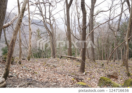 Ueno Village, Gunma Prefecture Nogurizawa Adonis flower colony (upper colony) Adonis flowers in full bloom March 24, 2025 124716636