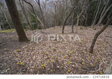群馬縣上野村野栗澤側柏花群落(上群落) 側柏花盛開 2025年3月24日 群馬縣上野村野栗澤側柏花群落(上群落) 側柏花盛開 2025年3月24日 124716638