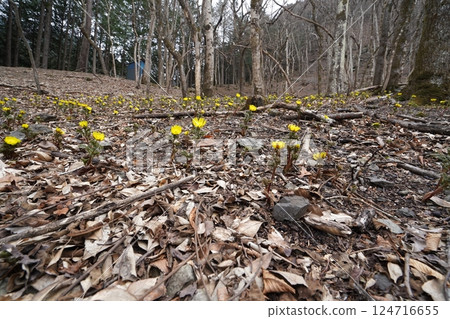 Ueno Village, Gunma Prefecture Nogurizawa Adonis flower colony (upper colony) Adonis flowers in full bloom March 24, 2025 Ueno Village, Gunma Prefecture Nogurizawa Adonis flower colony (upper colony) Adonis flowers in full bloom March 24, 2025 124716655