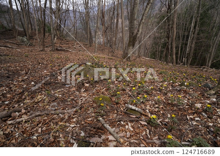 Ueno Village, Gunma Prefecture Nogurizawa Adonis flower colony (lower colony) Adonis flowers in full bloom March 24, 2025 Ueno Village, Gunma Prefecture Nogurizawa Adonis flower colony (lower colony) Adonis flowers in full bloom March 24, 2025 124716689