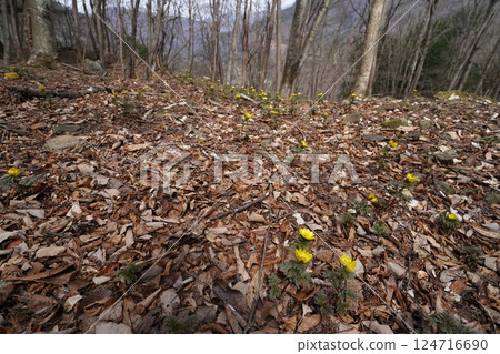 Ueno Village, Gunma Prefecture Nogurizawa Adonis flower colony (lower colony) Adonis flowers in full bloom March 24, 2025 Ueno Village, Gunma Prefecture Nogurizawa Adonis flower colony (lower colony) Adonis flowers in full bloom March 24, 2025 124716690