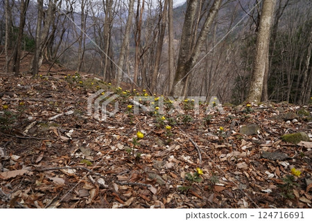 Ueno Village, Gunma Prefecture Nogurizawa Adonis flower colony (lower colony) Adonis flowers in full bloom March 24, 2025 Ueno Village, Gunma Prefecture Nogurizawa Adonis flower colony (lower colony) Adonis flowers in full bloom March 24, 2025 124716691