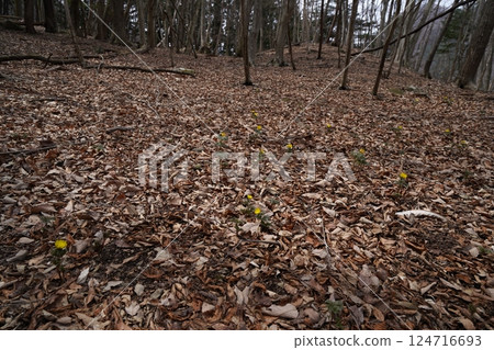 Ueno Village, Gunma Prefecture Nogurizawa Adonis flower colony (lower colony) Adonis flowers in full bloom March 24, 2025 124716693