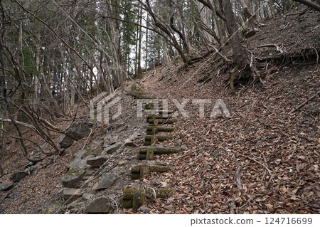 群馬縣上野村野栗澤的阿多尼斯花群落(下群落至上群落的登山道)2025年3月24日 群馬縣上野村野栗澤的阿多尼斯花群落(下群落至上群落的登山道)2025年3月24日 124716699