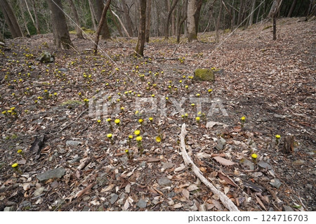 群馬縣上野村野栗澤側柏花群落(上群落) 側柏花盛開 2025年3月24日 群馬縣上野村野栗澤側柏花群落(上群落) 側柏花盛開 2025年3月24日 124716703