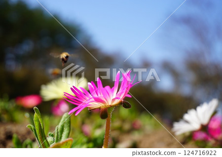 Livingstone daisies in full bloom under a clear blue sky 124716922