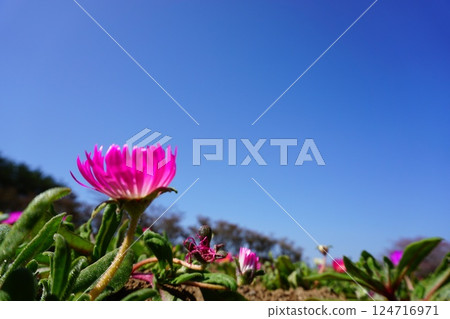 Blue sky and Livingstone daisy Blue sky and Livingstone daisy 124716971