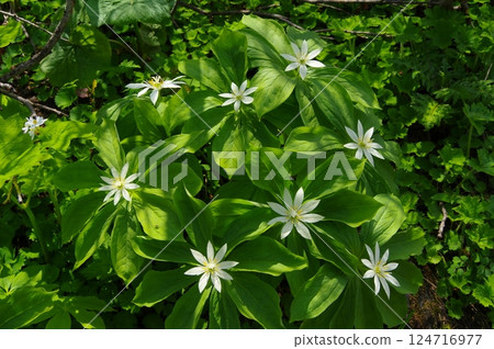 Oze and Hirugigatake Kinugasasou 124716977