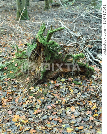 Scenic forest landscape with big rotten tree stump among wet lush vegetation. Vivid forest scenery with large burnt stump among bushes with droplets on leaves. Wild flora with drops of dew on grass 124717141