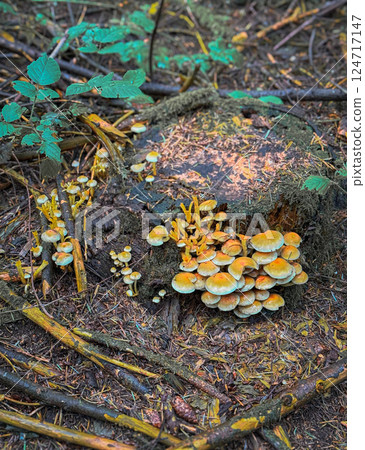 A large group of red mushrooms in a clearing in a mixed forest A large group of red mushrooms in a clearing in a mixed forest 124717147