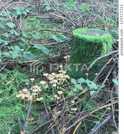 A large group of red mushrooms in a clearing in a mixed forest. Group near a green tree stump A large group of red mushrooms in a clearing in a mixed forest. Group near a green tree stump 124717151