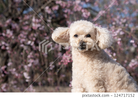 Weeping cherry tree and toy poodle Weeping cherry tree and toy poodle 124717152
