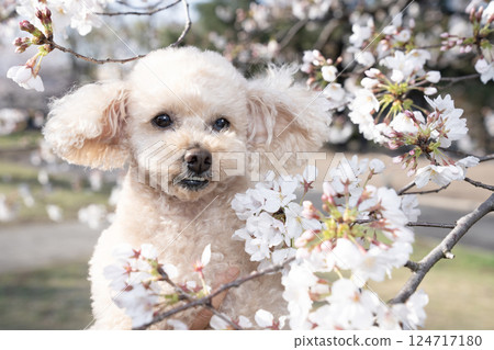 Sakura and Toy Poodle 124717180