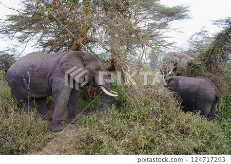 Three male African bush elephants eat in forest in Ngorongoro in TANZANIA Three male African bush elephants eat in forest in Ngorongoro in TANZANIA 124717293