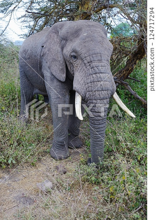 Male African bush elephant in forest in Ngorongoro in TANZANIA - vertical Male African bush elephant in forest in Ngorongoro in TANZANIA - vertical 124717294