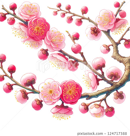 鮮紅的梅花枝和花朵的插圖(白色背景) 鮮紅的梅花枝和花朵的插圖(白色背景) 124717388