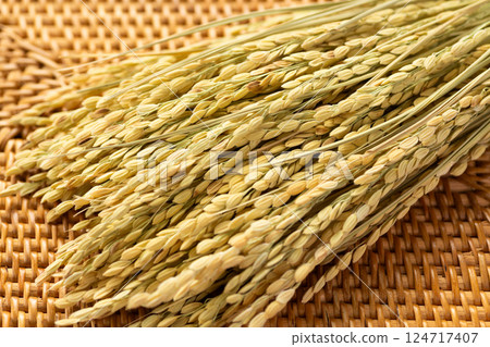 Rice panicle of rice 124717407