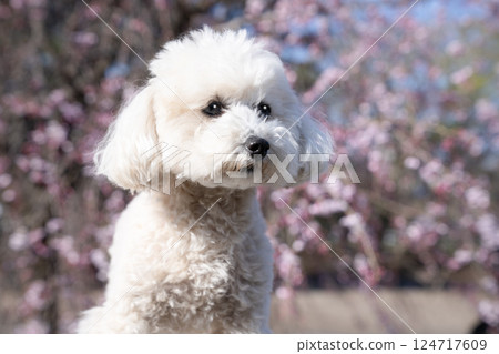Blue sky, cherry blossoms and toy poodle Blue sky, cherry blossoms and toy poodle 124717609