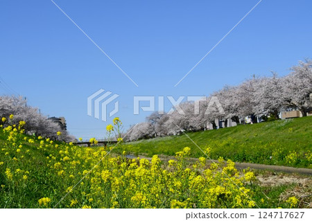 Cherry blossoms and rape blossoms in full bloom on the banks of the Sana River 124717627