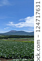 Cabbage fields and mountains 124717631