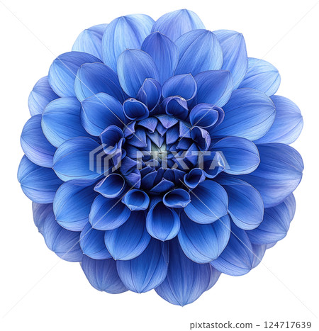 Blue Dahlia Flower 124717639