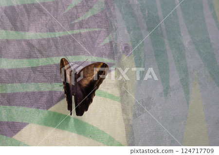 Large butterfly with brown wings sitting on mesh 124717709