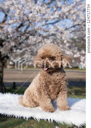 藍天、櫻花和微笑的玩具貴賓犬 124717734