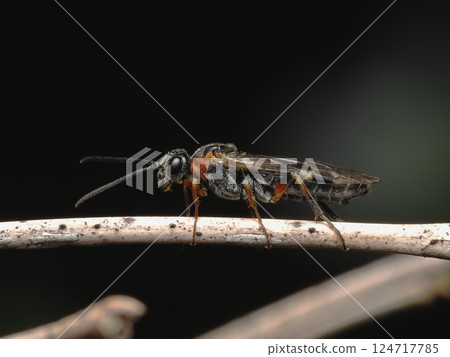 Red-veined sawfly 124717785