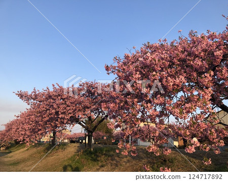 Kawazu cherry blossoms at Minatogawa 124717892