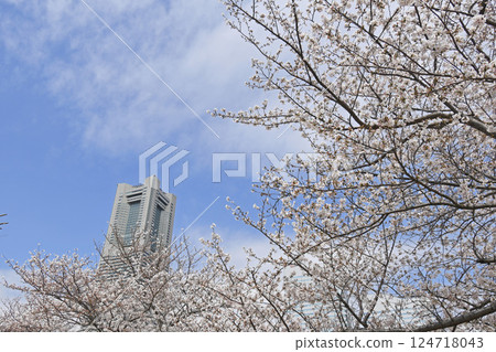 Yokohama Minato Mirai 21 and cherry blossoms Yokohama Minato Mirai 21 and cherry blossoms 124718043