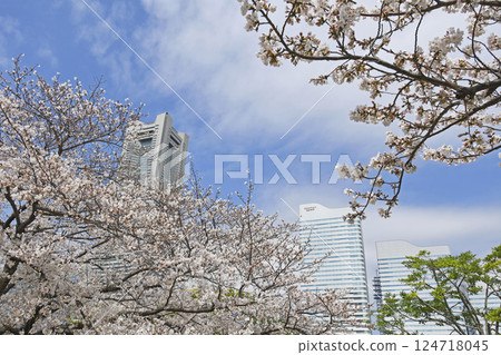 Yokohama Minato Mirai 21 and cherry blossoms 124718045