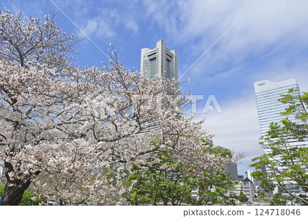 Yokohama Minato Mirai 21 and cherry blossoms 124718046